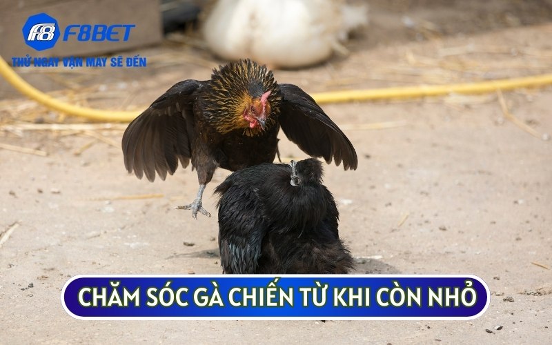 Cách chăm sóc và chọn lọc những con GÀ CHIẾN từ khi còn nhỏ